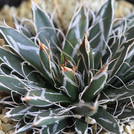 Agave　特小型姫乱雪