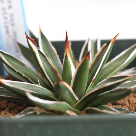 Agave filifera ssp .schidigera "white stripe'