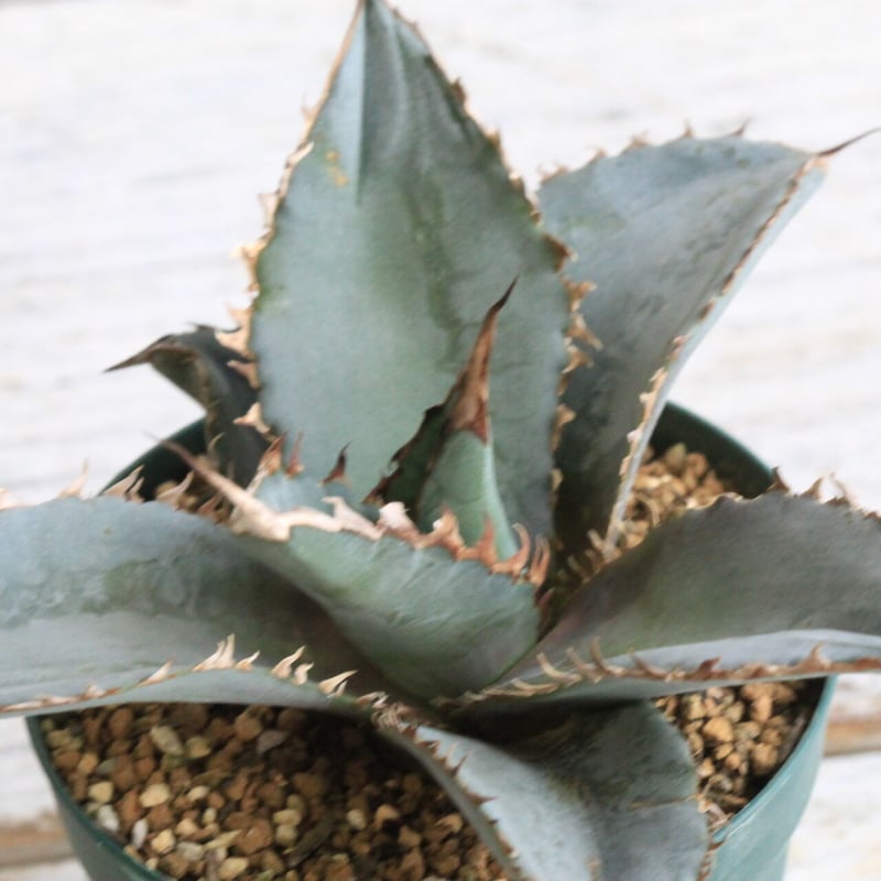 core産　アガベチタノタ　ライオンズメーン アガベ チタノタ ライオンズメーン Agave titanota Lion's Mane