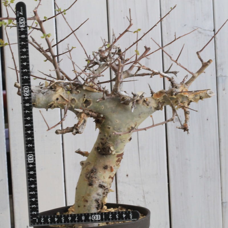 コミフォラ カタフ ターカネンシス 現地球 2年管理株 コミフォラ カタフ ターカネンシス 現地球 2年管理株 現品限り