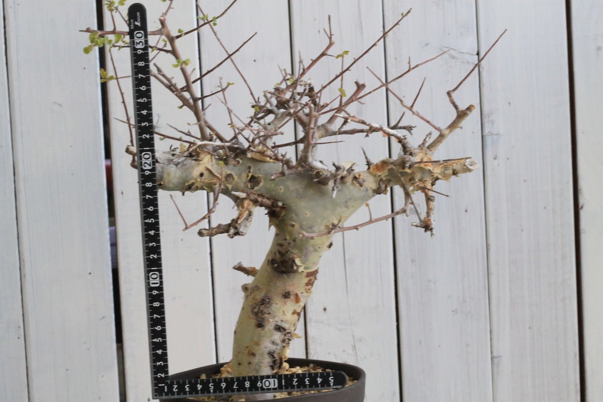 コミフォラ カタフ ターカネンシス 現地球② | hanayoshi-botanical