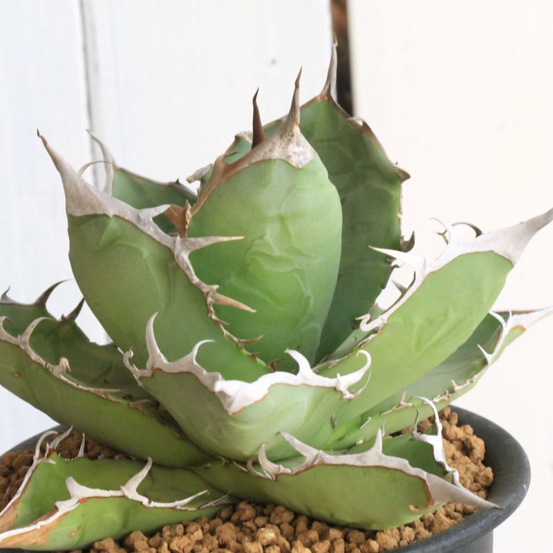 【毎日値下】アガベ チタノタ 白鯨（ライズ） 抜き苗 毎日値下】アガベ チタノタ 白鯨（ライズ） 抜き苗 毎日値下