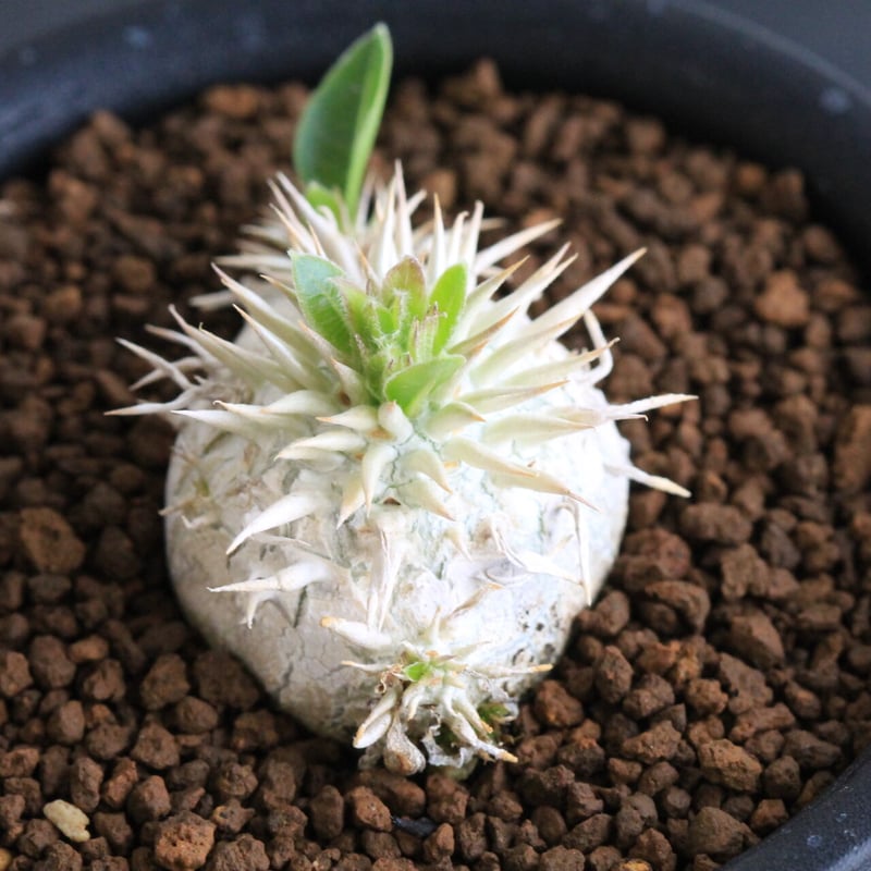 パキポディウム エニグマティクム（実生） | hanayoshi-botanical