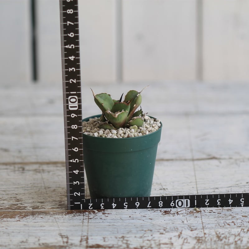 アガベ チタノタ GGコンパクタ | hanayoshi-botanical