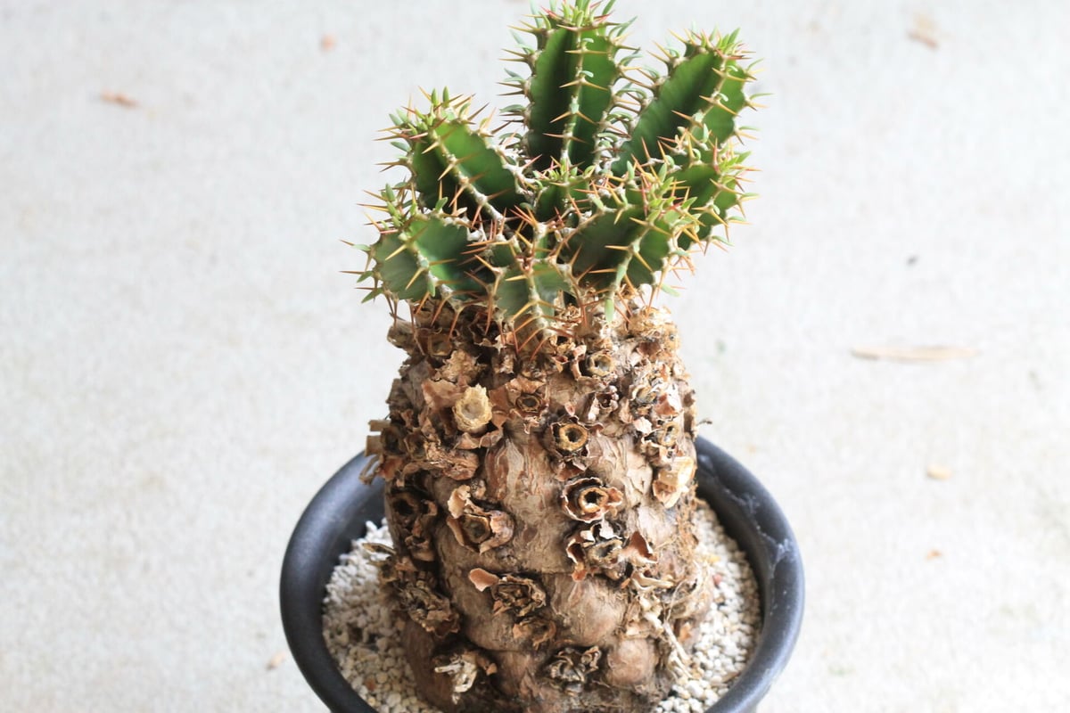 コレクション株】ユーフォルビア・ムランジーナ 【公式通販】