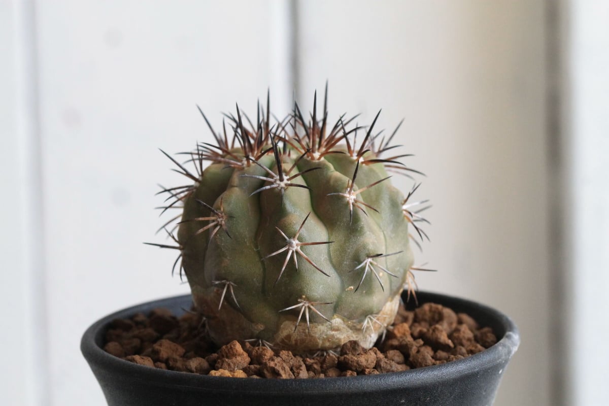 コピアポア マレッティアナ | hanayoshi-botanical