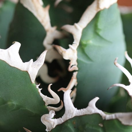 Agave　チタノータ　ホワイトシャーク（選抜）