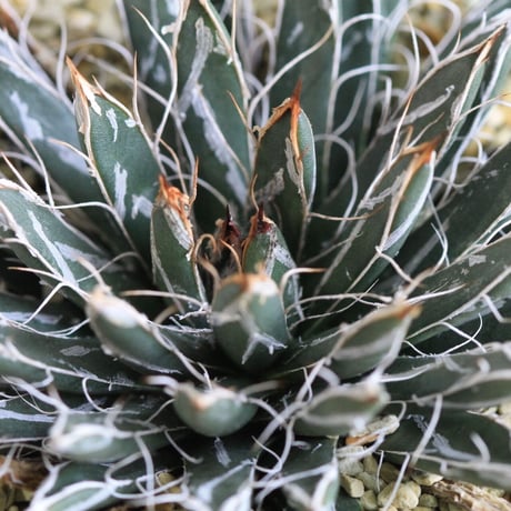 Agave 特小型姫乱雪