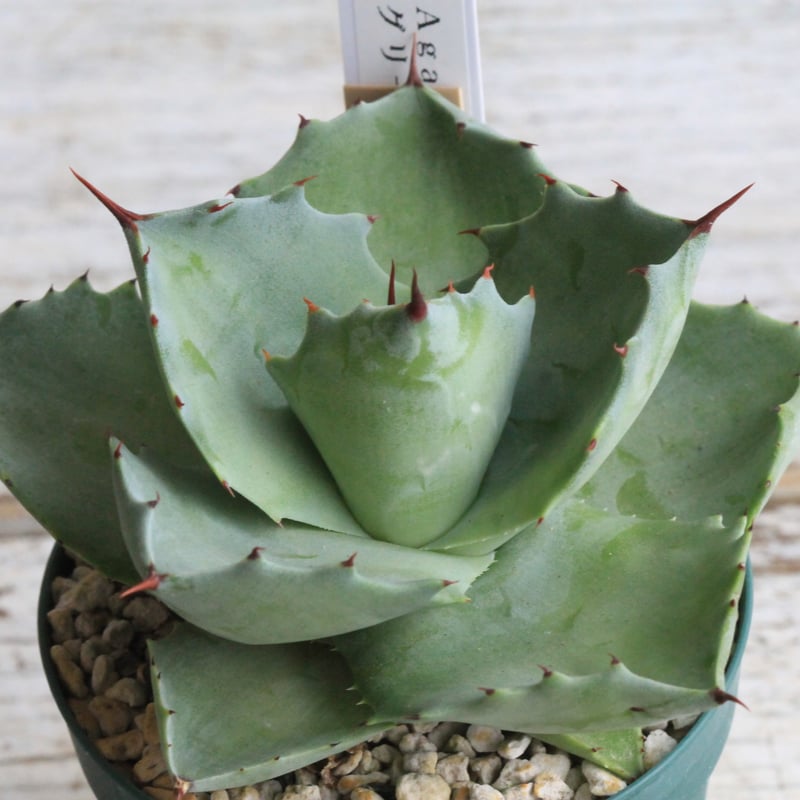 アガベ イシスメンシス グリーンダルマ① | hanayoshi-botanical