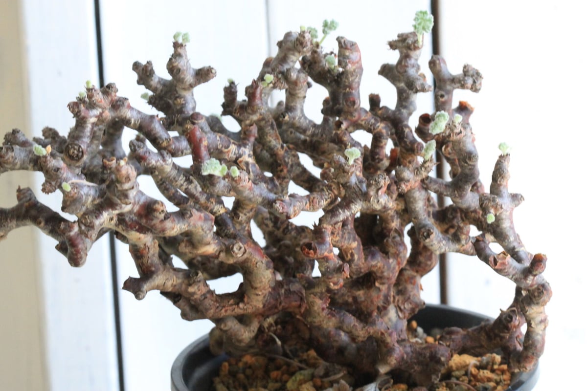 NEIGHBORHOOD SRL ペラルゴニウム ミラビレ ペラルゴニウム・ミラビレ