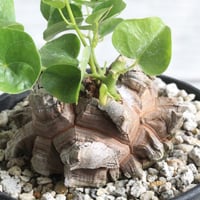 パキポディウム レウコキサンツム×タッキー① | hanayoshi-botanical