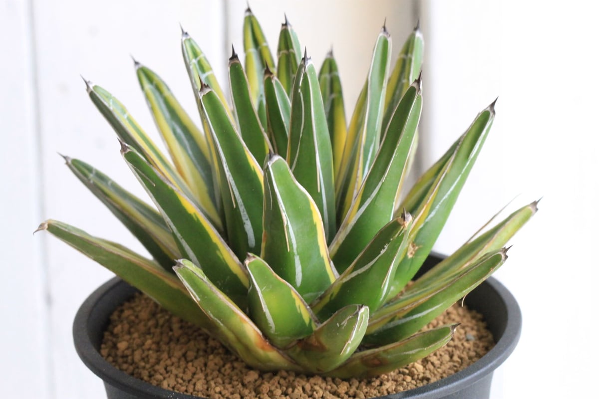 アガベ 笹の雪錦 黄覆輪 | hanayoshi-botanical