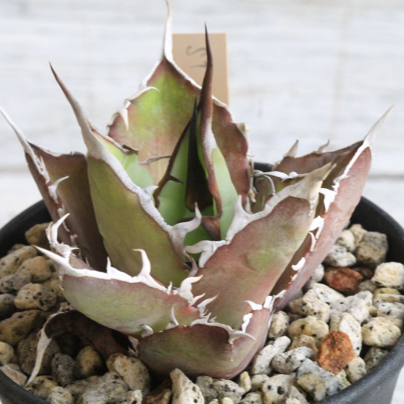 アガベ チタノタ スーパーワン③ | hanayoshi-botanical