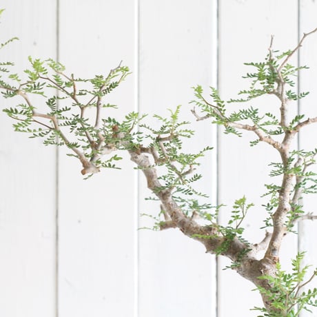 Commiphora　モンストローサ