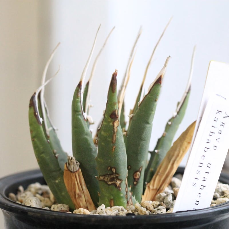 アガベ ユタエンシス カイバベンシス | hanayoshi-botanical