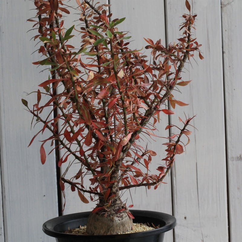 フォークイエリア　ファシクラータ　実生　良形　　　送料込み フォークイエリア ファシクラータ 実生 | 灌木系 | 塊根