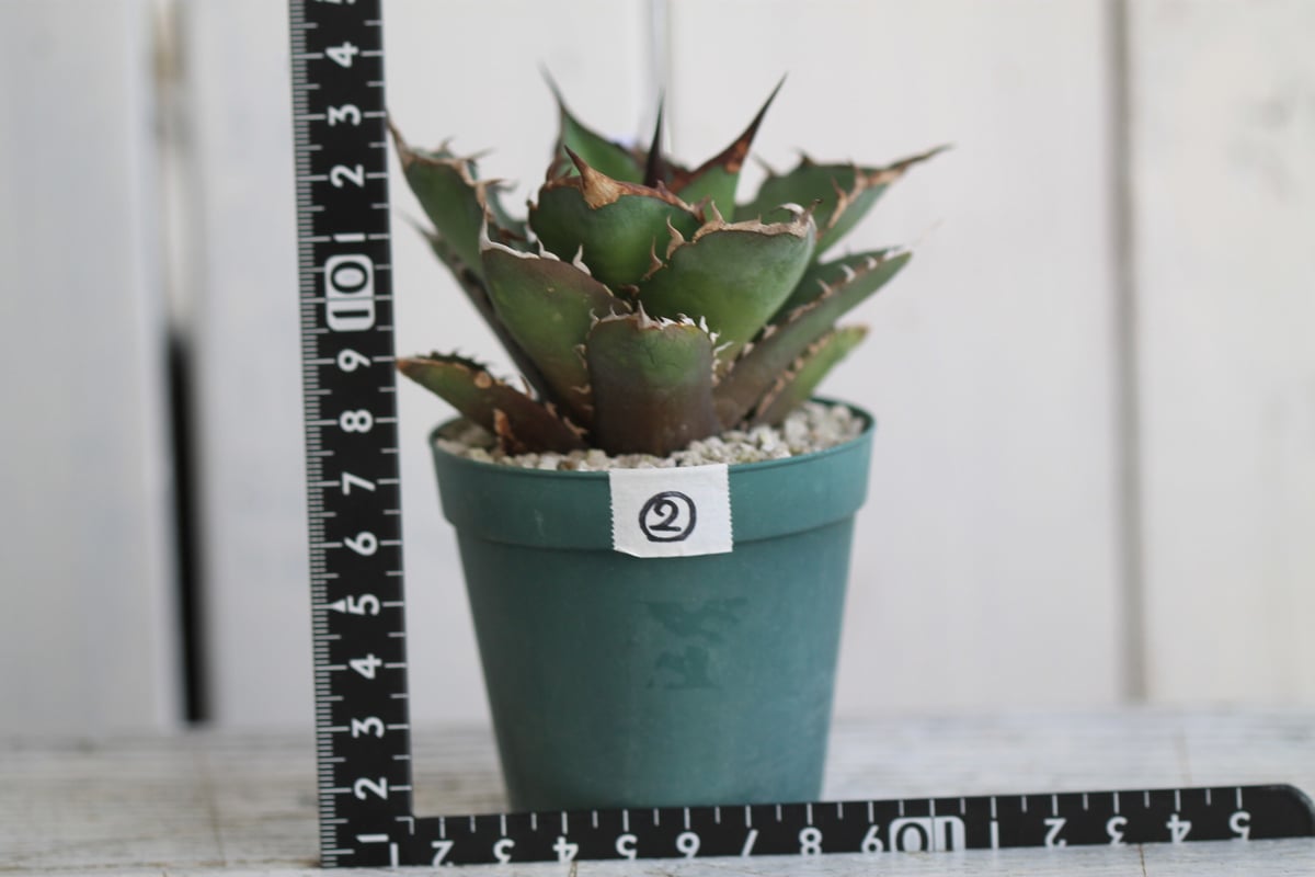 アガベ チタノタ FO76 EUSM02 | hanayoshi-botanical アガベ チタノタ FO76 EUSM02 | hanayoshi-botanical