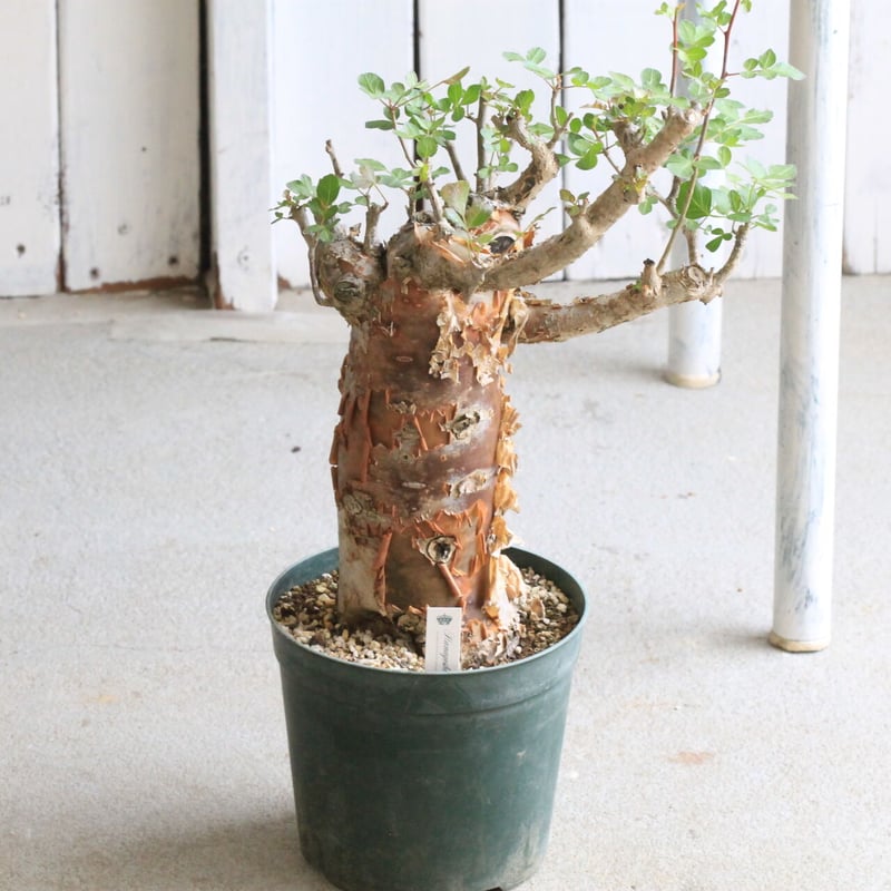 ブルセラ ファガロイデス | hanayoshi-botanical ブルセラ ファガロイデス | hanayoshi-botanical