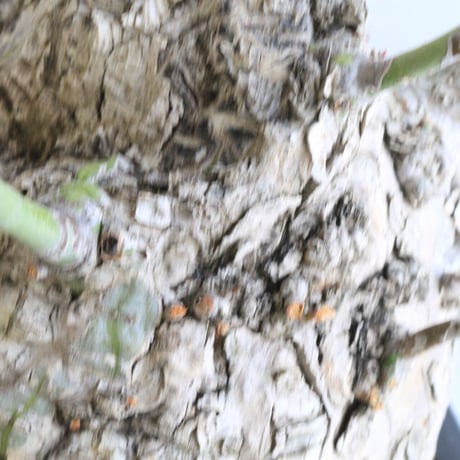 ボンバックス　エリプチカム