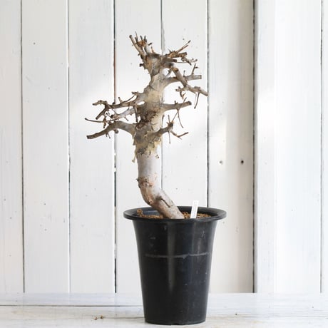 Comiphora holtziana  ホルトジアナ