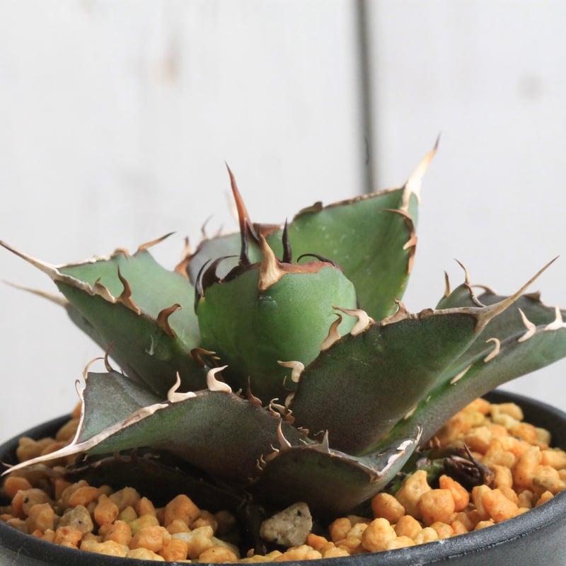 アガベ 超ホリダ 陽炎 ボールタイプ USクローン