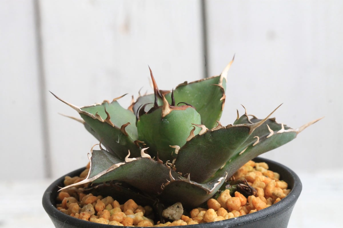 アガベ ハデス 特選 b4 アガベ チタノタ Agave titanotaの アガベ ハデス 特選 b4 アガベ チタノタ Agave titanotaの
