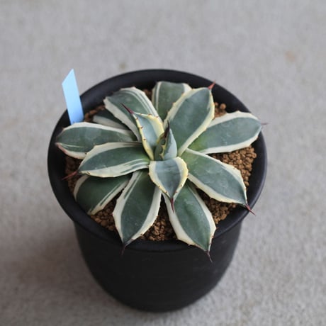 Agave Cream Spike クリームスパイク