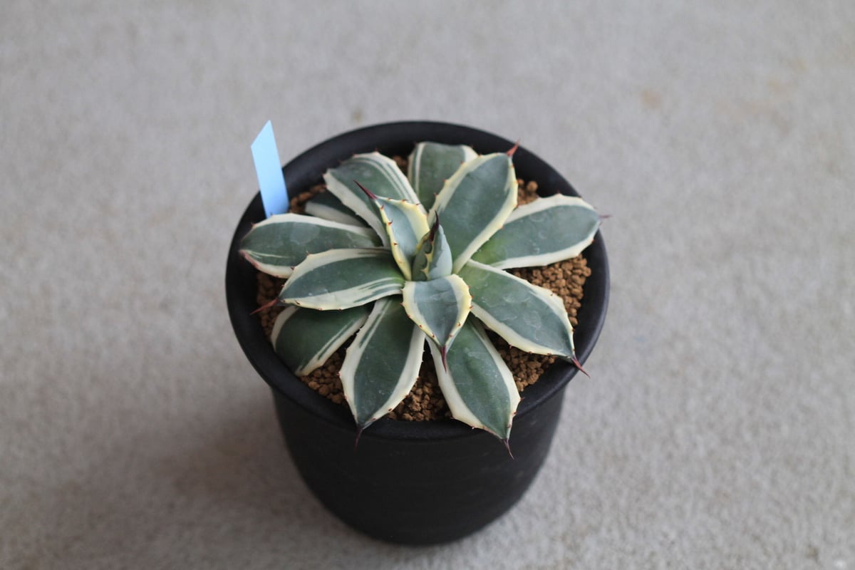 Agave Cream Spike クリームスパイク | hanayoshi-botanical