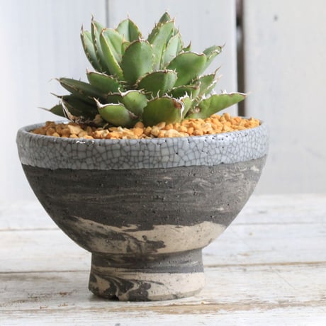 CATEGORY 陶器鉢 | hanayoshi-botanical