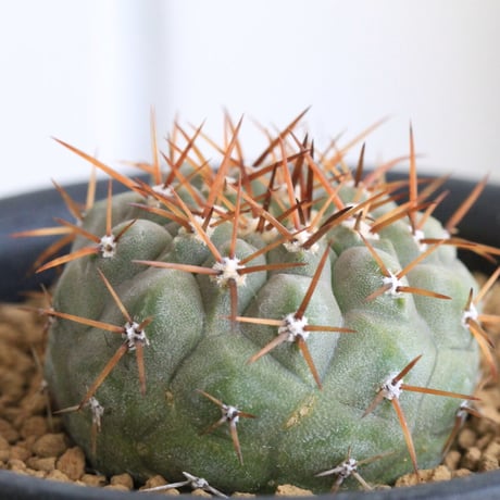 コピアポアコルムナアルバ | STORES