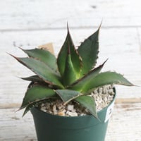 アガベ パリー 吉祥天 | hanayoshi-botanical