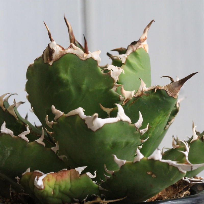 【強うねり刺】アガベ　チタノタ　中株　発根活着済み 強うねり刺】アガベ チタノタ 中株 発根活着済み