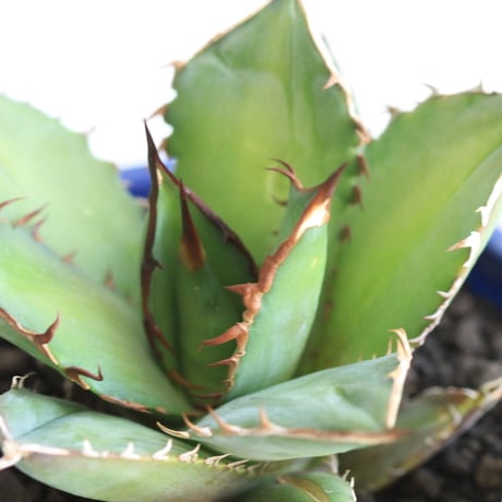 Agave シエラミクスティカ