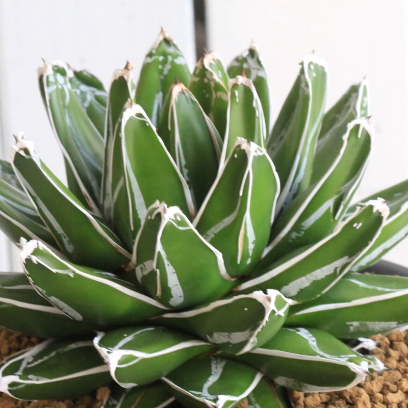 笹の雪 【樹高:約37cm】Jun41 アガベ笹の雪 | STORES