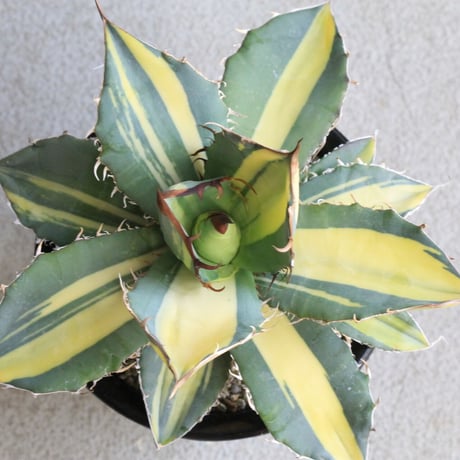 タ*ー様 超選抜【選抜オークション】④特大　陰陽斑　アガべ　BB錦　TC ♯49 超選抜【選抜オークション】④特大 陰陽斑 アガべ BB錦 TC ♯49