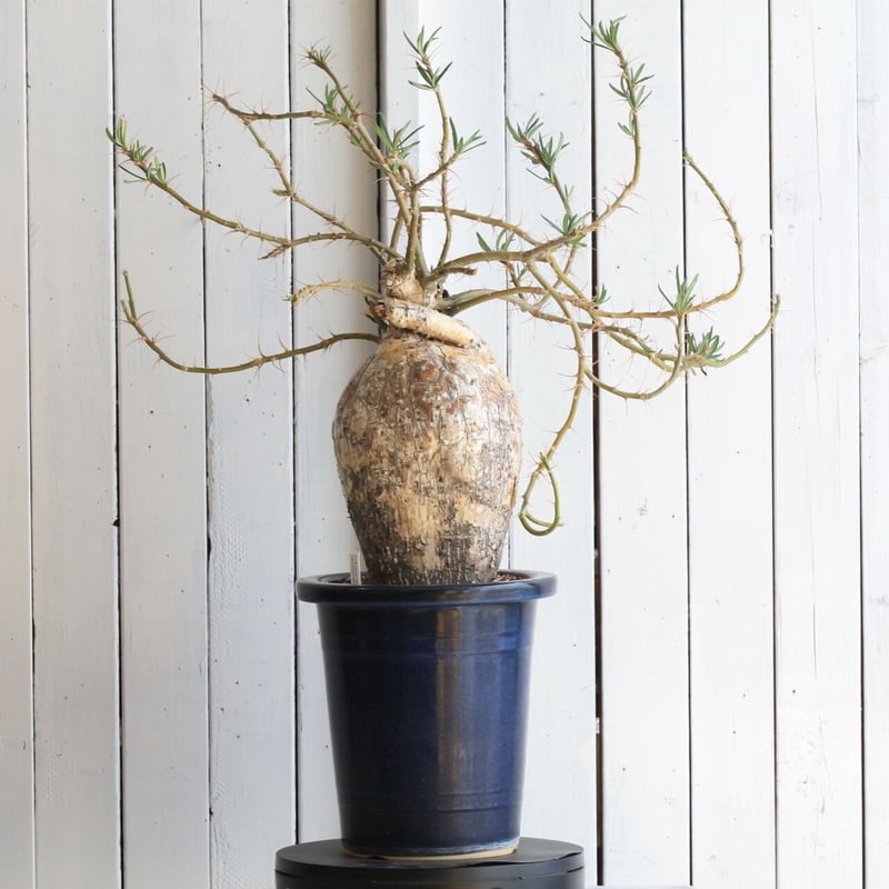 本日限定パキポデュウムサキュレンタム