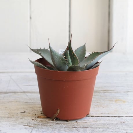 Agave パラサナ