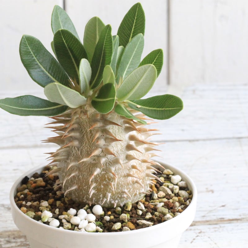 パキポディウム エブルネウム×デンシフローラム | hanayoshi-botanical