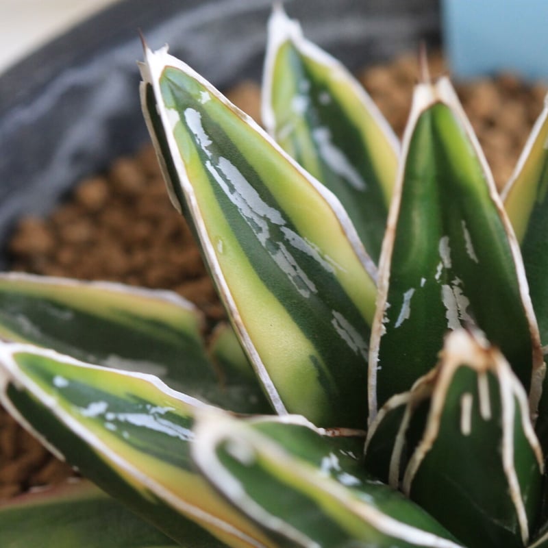 Agave 笹の雪 輝山 | hanayoshi-botanical Agave 笹の雪 輝山 | hanayoshi-botanical