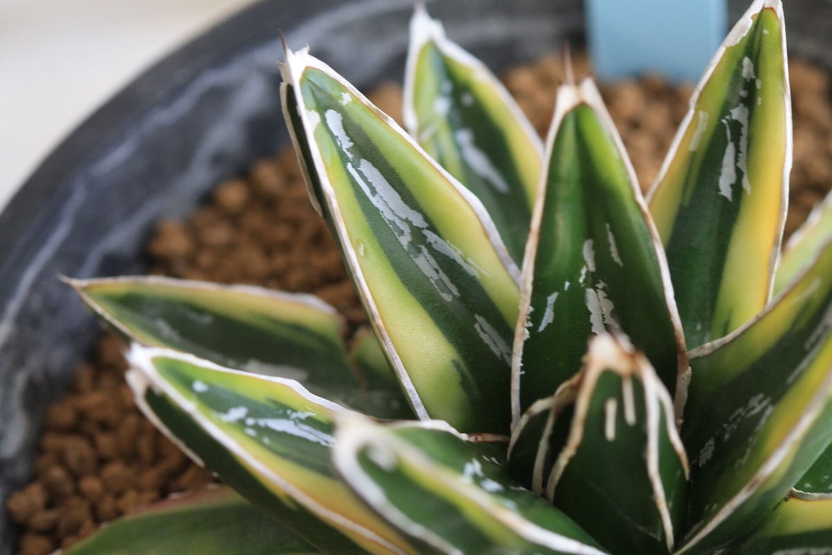 Agave 笹の雪 輝山 | hanayoshi-botanical Agave 笹の雪 輝山 | hanayoshi-botanical