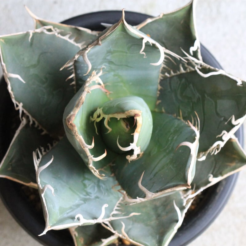 アガベ チタノタ ホワイトシャーク | hanayoshi-botanical