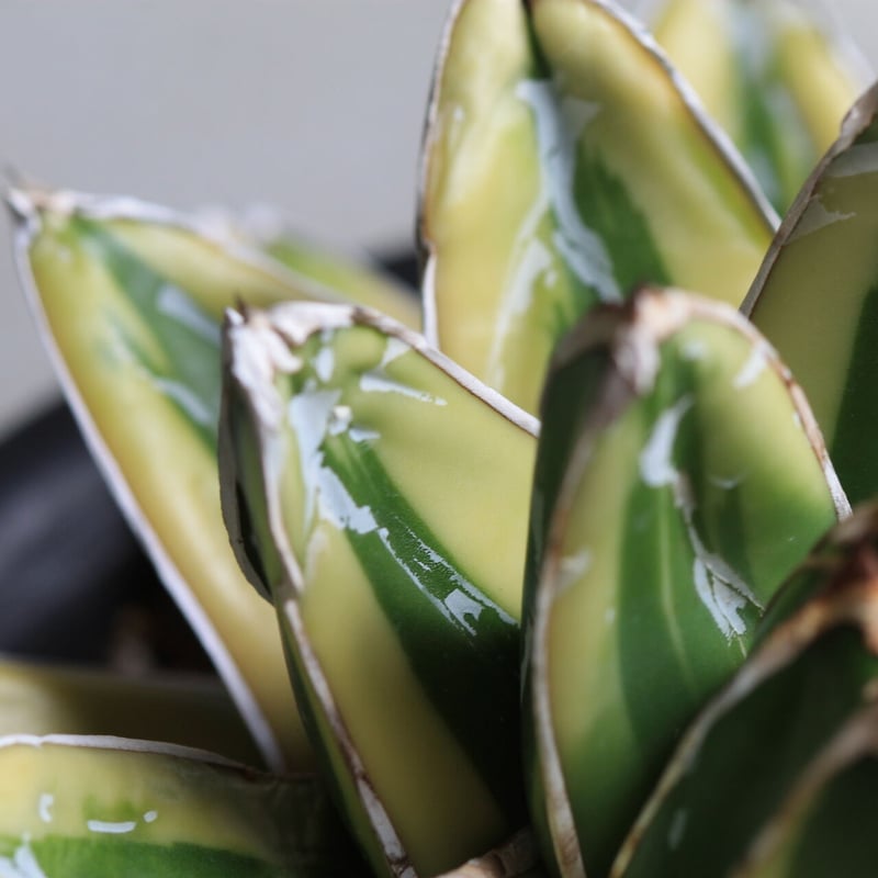 アガベ 笹の雪 輝山 | hanayoshi-botanical