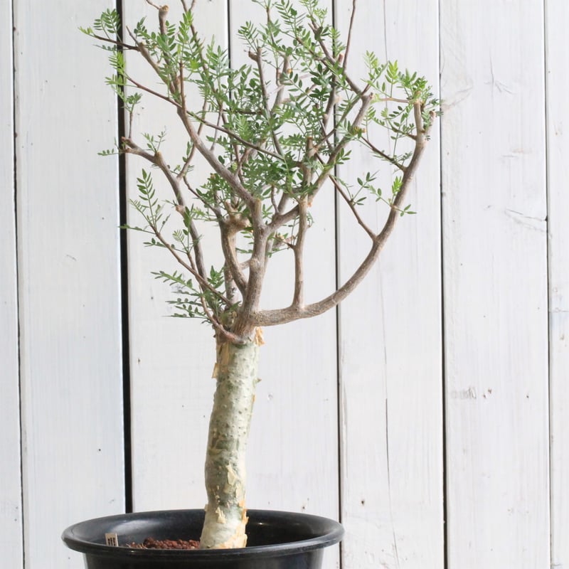 ブルセラ ミクロフィラ×2鉢 | hanayoshi-botanical