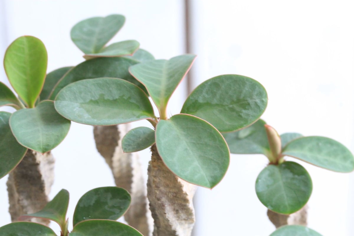 ユーフォルビア アウレオビリディフォリア 多頭ユーフォルビア オーレ