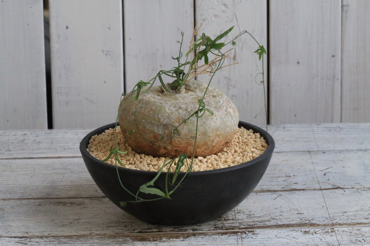 アデニア キルキー fit=scale-down,w=1200