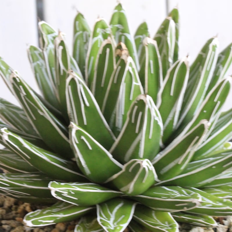 アガベ 特選姫笹の雪 スノーボール | hanayoshi-botanical