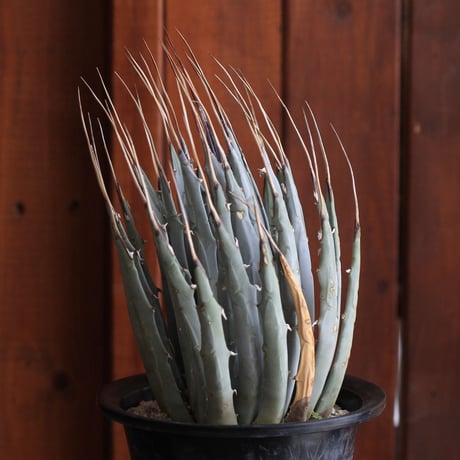 Agave　ユタエンシス　エボリスピナ