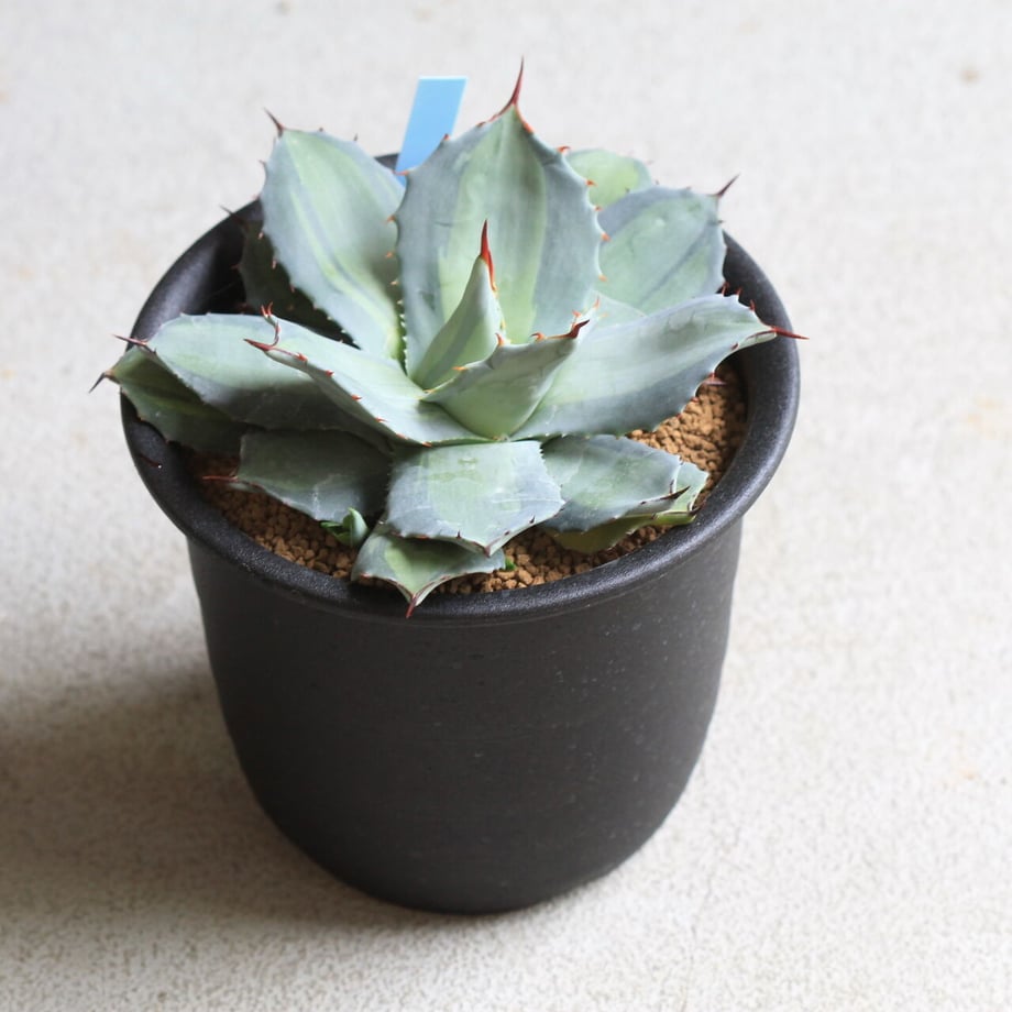 60adcf418899be36bb78ed8a