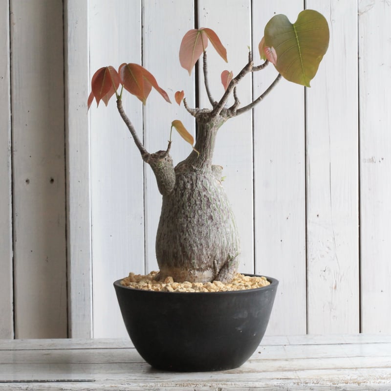 ボンバックス　エリプティクム　実生 （鉢付き) ボンバックス エリプチカム 実生 | hanayoshi-botanical