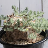 落葉中【コレクション株】ペラルゴニウムトリステ現地株発根済み 落葉中【コレクション株】ペラルゴニウムトリステ現地株発根済み